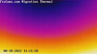 Bird caught a very high altitude flying on thermal camera 8/18/2022