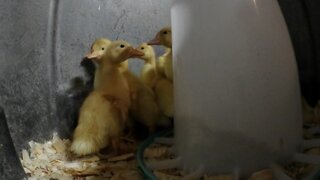 Raising Ducks How Fast They Grow