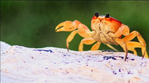 The crab that takes off the clothes, the crab that hides surprises