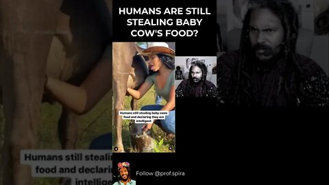 HUMANS STILL STEALING BABY COW'S FOOD #shorts #yuck #calf