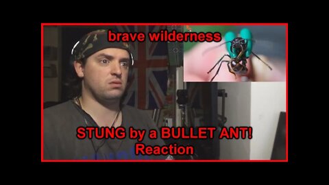 Reaction: STUNG by a BULLET ANT!
