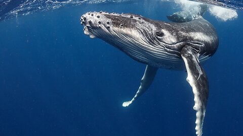 Oceanic Engineers: How Whales Shape the Climate