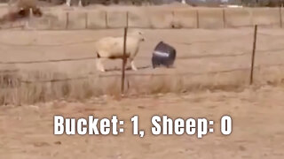 Bucket: 1, Sheep: 0