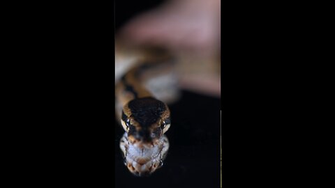 Cobra Wants Snake Bite