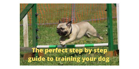 The perfect step by step guide to training your dog