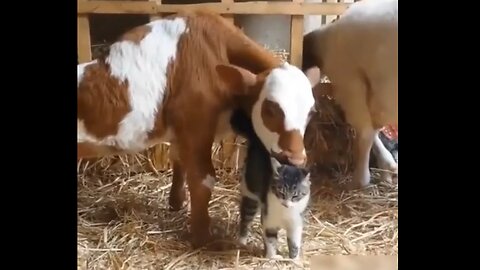 The Love Most Farm Animals Have For Each Other Is Like No Other Love