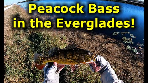 Everglades Fly Fishing ep 1 - Banking on Peacocks