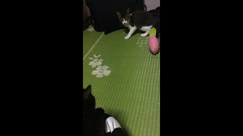 Kitten Hilariously Shocked By Surprise Cat Attack