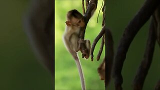 Macaque Monkey Babies #shorts #short