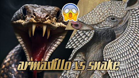 Armadillo vs snake