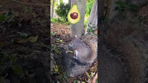 アボカドを食べるリス#Cute squirrel eating avocado#shorts