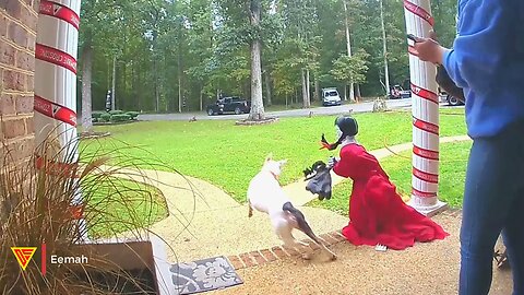 Dog Gets Scared by Halloween Decoration | Doorbell Camera Video