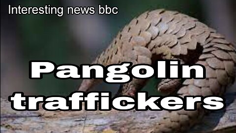 'Top' pangolin traffickers caught by undercover sting operation - interesting news bbc
