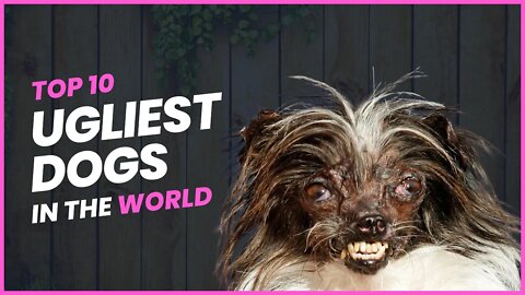 Top 10 ugliest dogs in the world