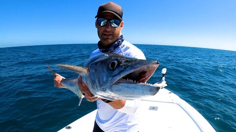 Tampa Bay Kingfish, Shark, Snook, and Redfish Fishing Action!