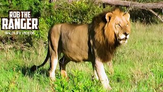 Two Lions Watch A Hippo Play With A Stick! | Archive Mapogo Lion footage