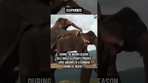Elephant Rutting Season! 🐘 #elephants #matingseason #wildlife