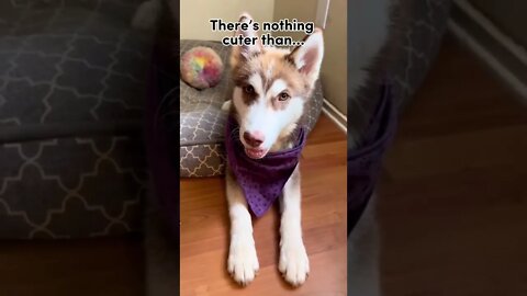 There is NOTHING CUTER!! #husky #puppy ##puppies #huskies #huskypuppy #huskylovers