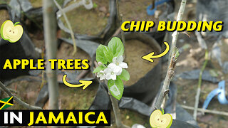 Apple Trees Blooming in Jamaica | Chip Bud Grafting Results 🍎 🇯🇲