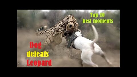 Dog defeats Leopard 1vs1 - 10 best moments of the confrontation between a dog and a leopard