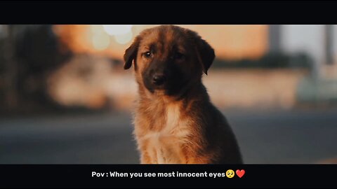 cute puppy viral video 🐶❤️ #cute #puppy #viral