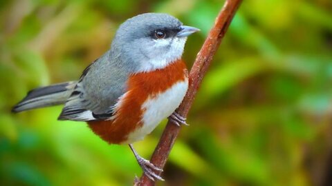 Som das Aves com o PEITO PINHÃO (Bay-chested Warbling Finch)