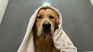 What Bathing My Golden Retriever Looks Like!