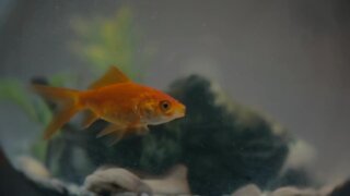 Fish and game to eradicate illegal goldfish from southern Idaho pond