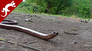 Legless lizard - Anguis fragilis - Slowworm