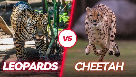 Unraveling the Mysteries of Cheetahs and Leopards - cheetah vs leopard real fight video