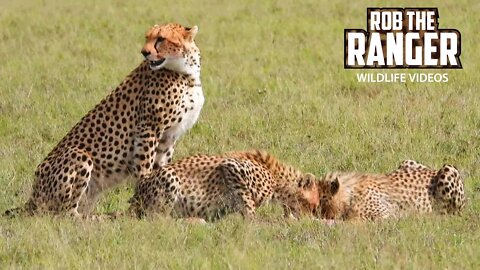 Nashipai Cheetah Family Feeds | Maasai Mara Safari | Zebra Plains