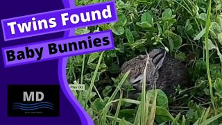 Baby Bunnies found in our front yard