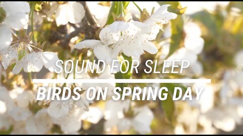 Sound for sleep Birds on a Spring Day 3 hours