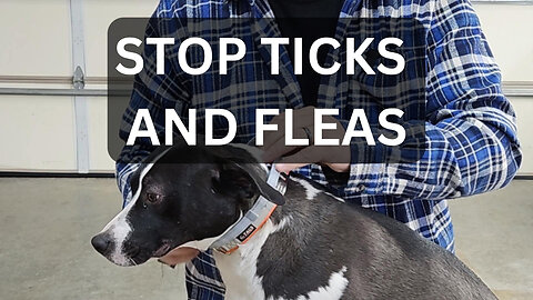 Flea and Tick Collar Review