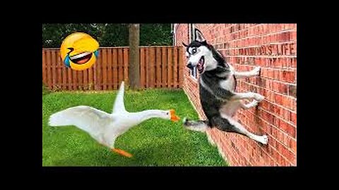 try not to laugh_funny animals_#shorts_#funnyvideos.
