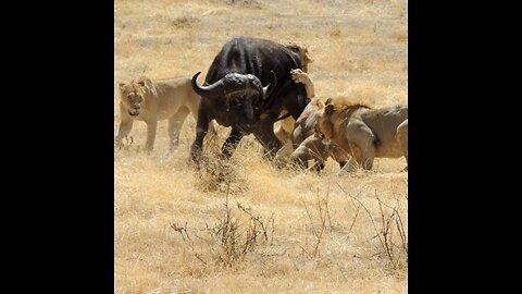 Lion hunt and eat buffalo