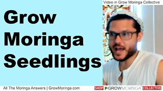 Grow Moringa Seedlings and Ship in the Mail Fulfill Orders as a Member to Make Moringa Money Fun