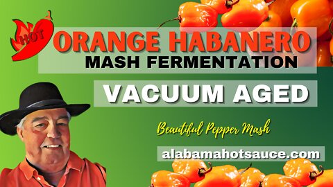 Orange Habanero Mash - How to Vacuum Ferment #orange habanero hot sauce, #fermenting habanero