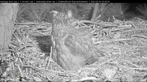 Mom Brings Back a Rat For Breakfast 🦉 2/24/22 03:57