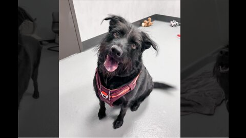 Pet of the week: Pepper