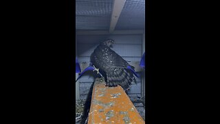 Caught a hawk inside my coop