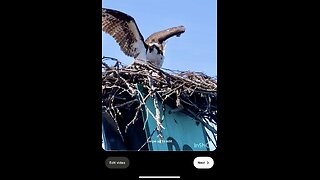 Ospreys defend their nest