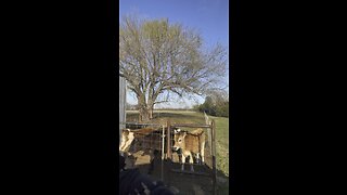 Feeding calves