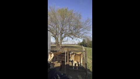 Feeding calves