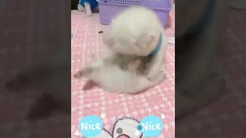 cute cat videos 😹 funny videos 😂1005😻 #shorts #cat #catvideos #fun #catsproducts #funnycatsvideos