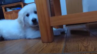 Bailey the Golden Retriever Puppy Struggles to Get Food