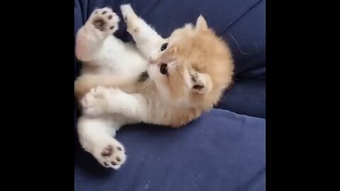 cute little cat playing with her paws🥺❤️