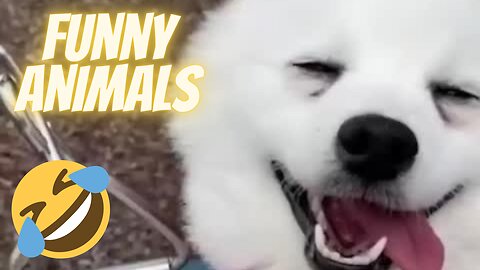 When Animals Make Us Laugh: The Best Funny Videos