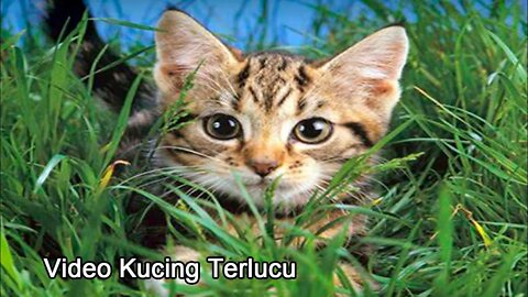 Video Kucing Terlucu 1