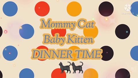 Mommy Cat-Baby Kitten: DINNER TIME